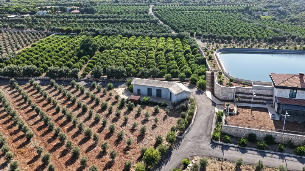 Narenciye ve zeytin parselleri
