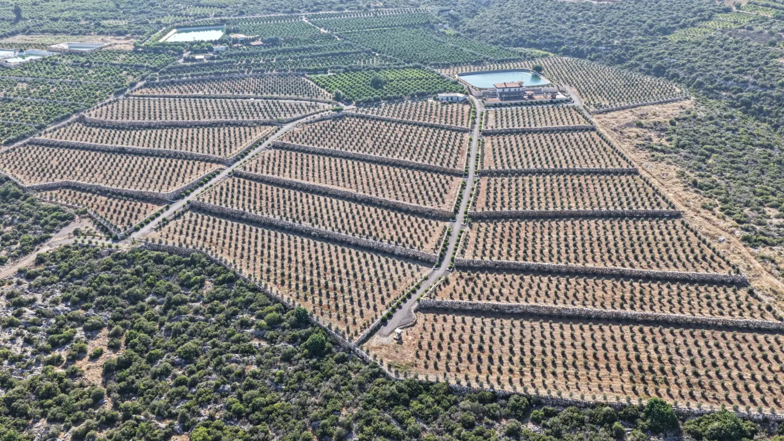 Taş Duvarlı Zeytinlik Terasları